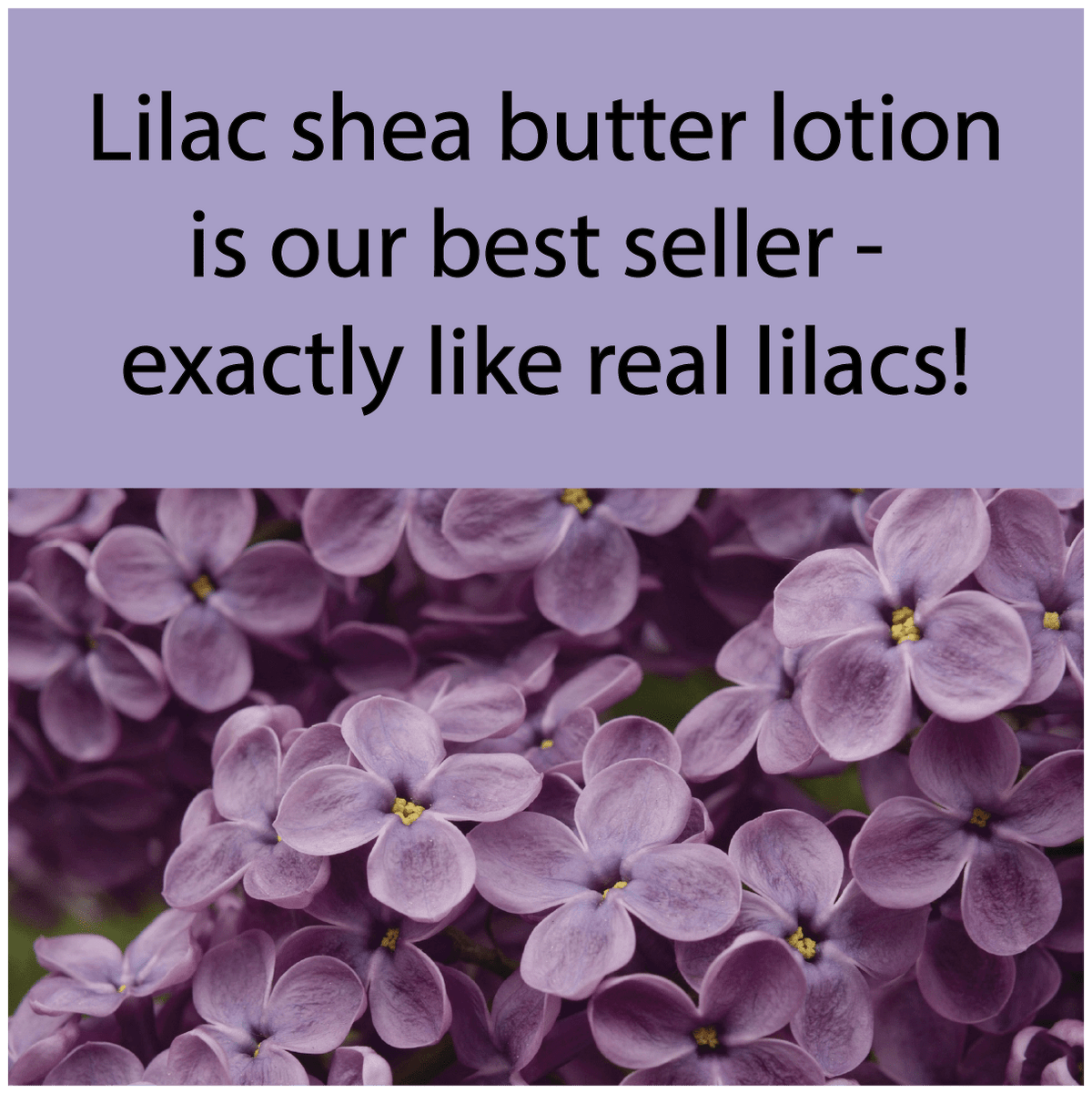 A promotional graphic with a lavender text banner reading 'Lilac shea butter lotion is our best seller - exactly like real lilacs!' above a close-up photo of purple lilac flowers.