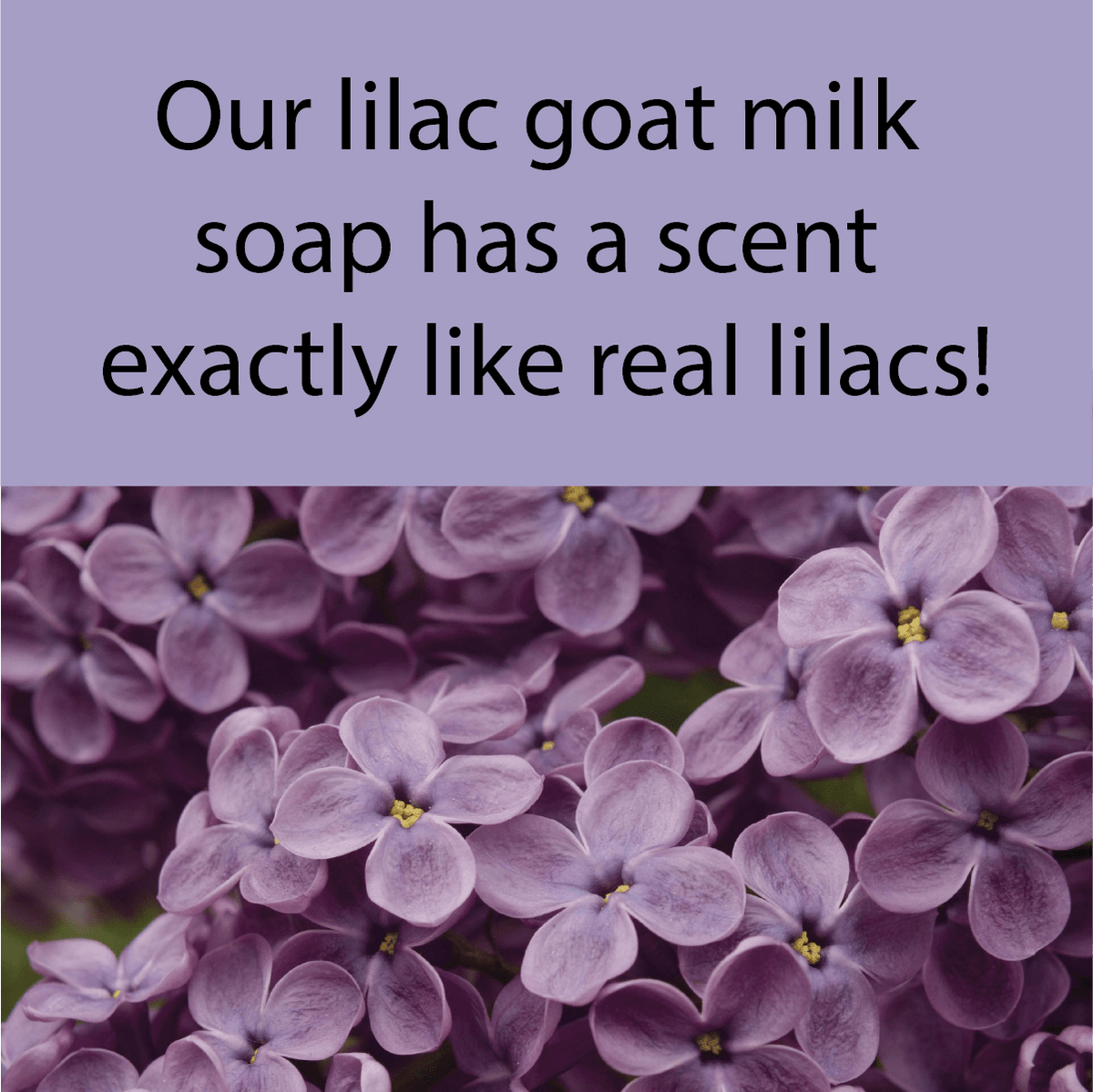 A promotional graphic with a lavender text banner reading 'Our lilac goat milk soap has a scent exactly like real lilacs!' over a close-up photo of purple lilac flowers.