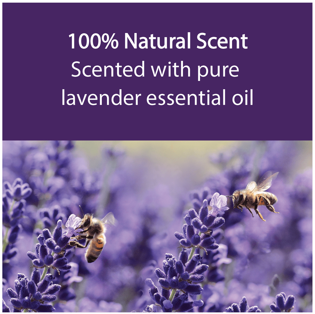 A promotional graphic with a purple header reading '100% Natural Scent' and 'Scented with pure lavender essential oil' above a photo of bees pollinating lavender flowers.